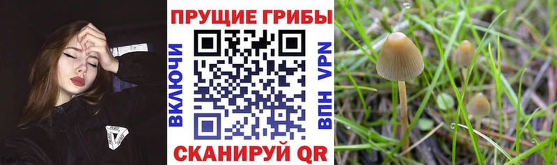 Купить  Кисловодск  Псилоцибиновые грибы мицелий 